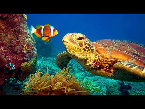 11 Hours of 4K Underwater World Deep Sea Relaxation Loop