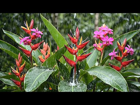 Peaceful Rain Ambience: Relaxing Nature Soundscape for Sleep & Study