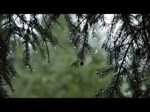 1 Hour of Calming Rain and Wind Sounds in a Forest