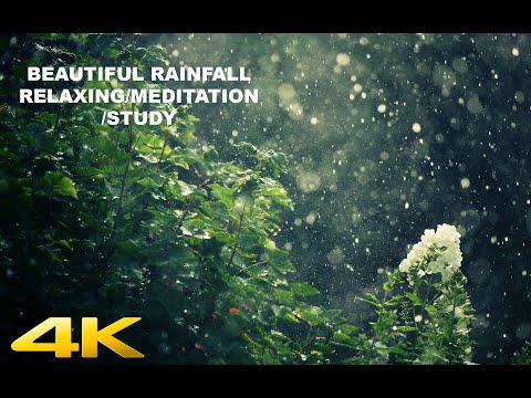 Rain Ambience for Sleep & Study | Background Nature Video