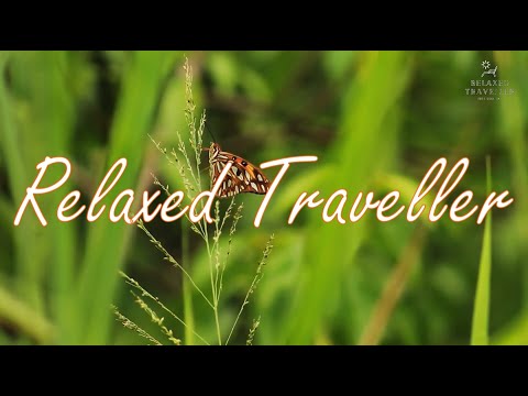 Calming Forest Rain with Wind Sounds for 16 Minutes