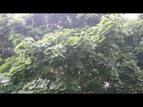 Calming Rain on Window with Thunder Sounds for Sleep and S