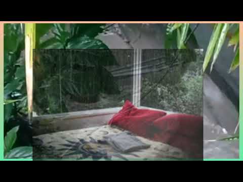 Calming Rain Sounds with Birdsong for Deep Relaxation