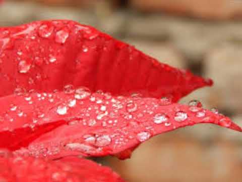 Dark Screen Rain for Sleep | Healing Insomnia Relief