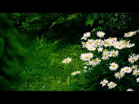 Calming Rain on Beautiful Natural Flowers 4K Relaxation Video