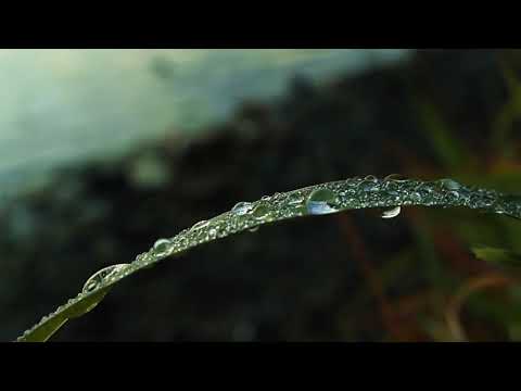 Rain Rhythm: Steady Drops in Sync with Nature’s Beat
