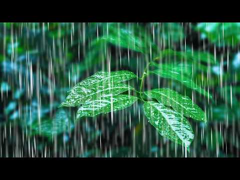 Endless Rainstorm on Forest Foliage