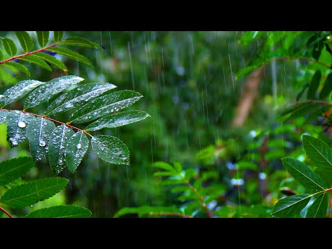 Calming Rainforest Rain Sounds for Sleep or Study 10 Hours
