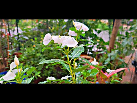 Rain & Thunder Ambience for Sleep & Relaxation | Background Sounds