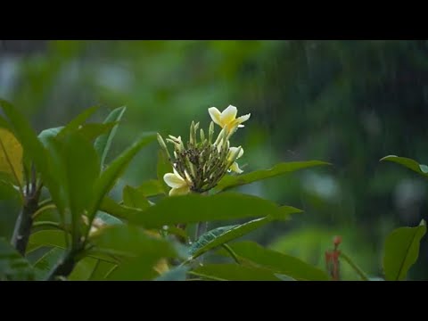 Raindrop Rhythm: Steady Flow on Green Leaves