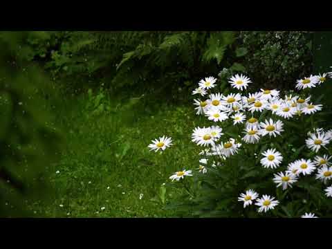 Calming Thunder and Rain Music with Beautiful Flower Background